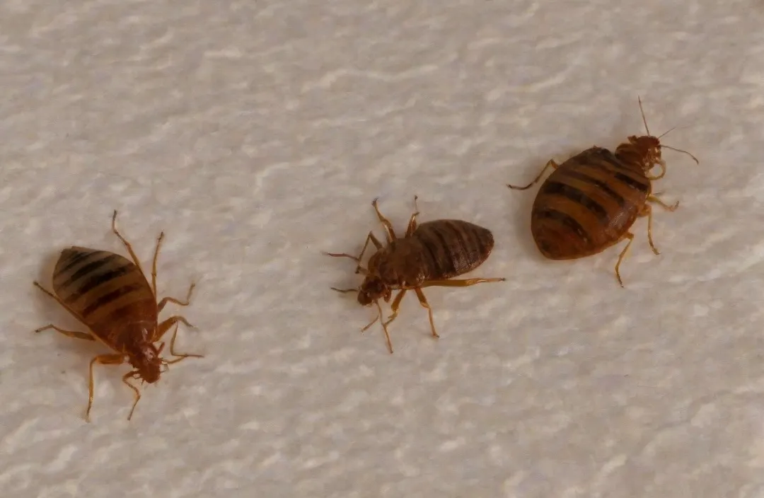 Percevejos de cama Digital Space 9999x colchao Dedetizadora de percevejo de cama (bad-bug)