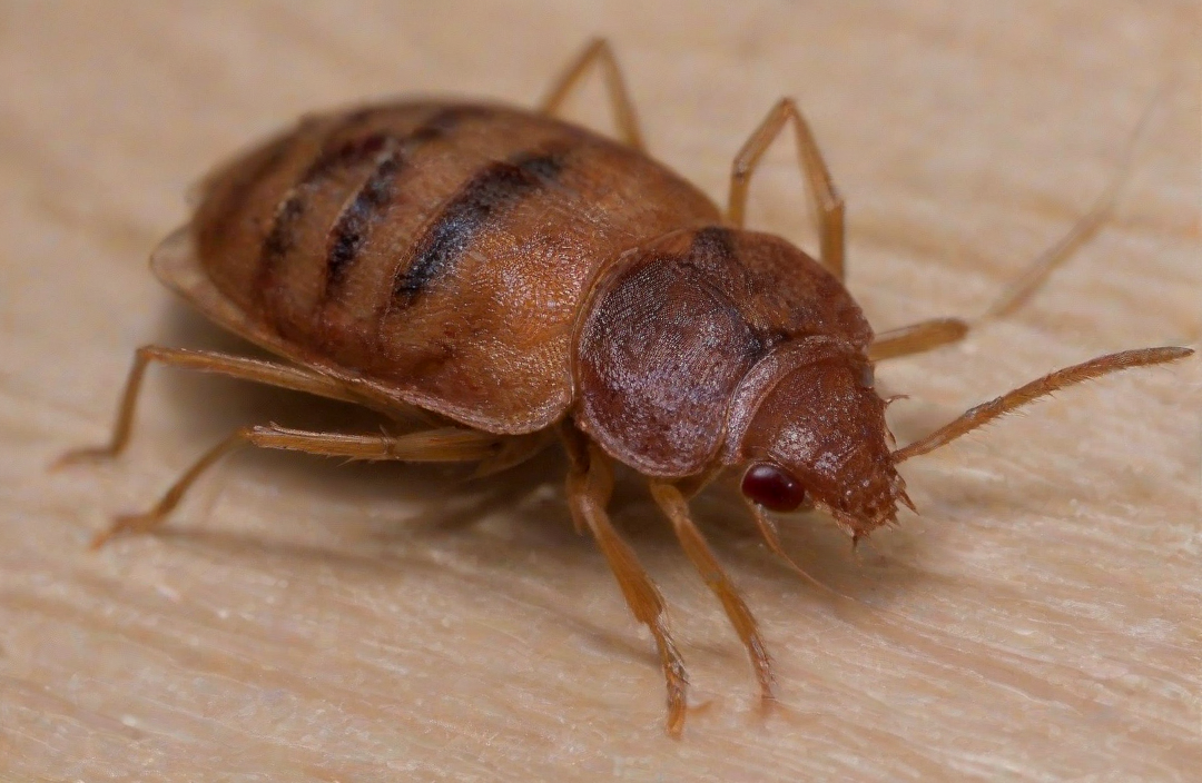 Dedetizadora de percevejo de cama (bad-bug) | Rio de Janeiro | Dedetizadora RJ Dedetizadora de percevejo de cama (bad-bug) | Rio de Janeiro | Dedetizadora RJ