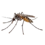 Mosquitos - Dedetização RJ - Descupinização e Dedetizadora no Rio de Janeiro